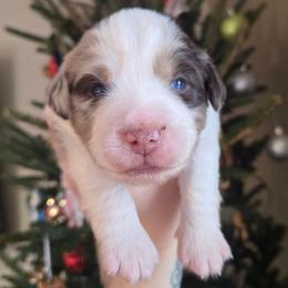 Glacier - Red merle male Miniature Australian Shepherd puppy in Danville, Indiana from Wingler Acres Mini Aussies
