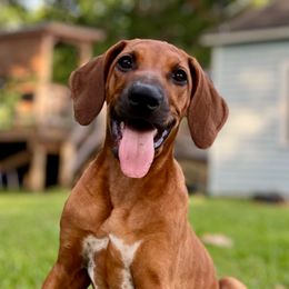 Thumbelina - Rd whtn blk nose female Rhodesian Ridgeback puppy in Baytown, Texas from Tenaha Ridge Rhodesian Ridgebacks
