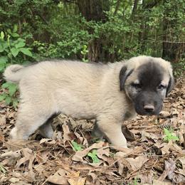 Rowan - Fawn female Anatolian Shepherd Dog puppy in La Grange, Georgia from Florida Anatolian Shepherds