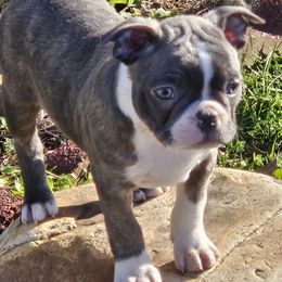 Boston Terrier Puppies from Christy's Boston Butts