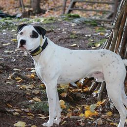 Na - American Bulldog