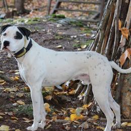 Na - American Bulldog