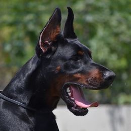 Xavier - Doberman Pinscher