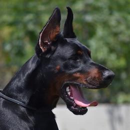 Xavier - Doberman Pinscher