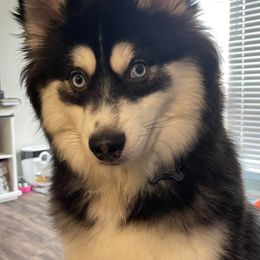 Pomskies from BeYoutifully Perfect Pomskies