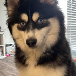 Pomskies from BeYoutifully Perfect Pomskies