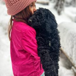 Goldendoodle Puppies from Penny Lane’s Doodles