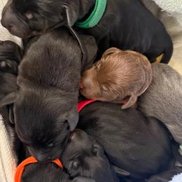 Doberman Pinscher Puppies from Haus of Hound