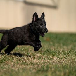 German Shepherd Puppies from Dogtown K9 Training home of "vom Haus Courtland" Kennel