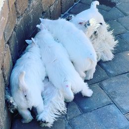 West Highland White Terrier Puppies from Elvador West Highland White Terriers