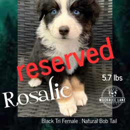 Rosalie - blue eyes - Black tri-color female Australian Shepherd puppy in Albany, Georgia from Muckalee Lane Aussies