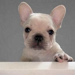 Mr Gray - Cream male French Bulldog puppy in Clinton, Tennessee from Summer Rose