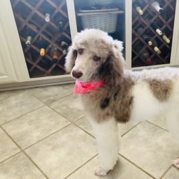 Bernedoodle and Goldendoodle Puppies from Cottrell’s Poodles & Doodles