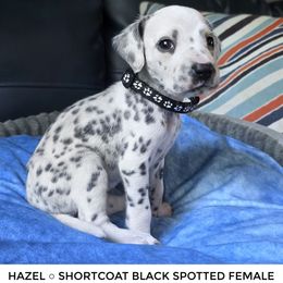Hazel (Black Spotted) - White and black female Dalmatian puppy in Salem, Missouri from Paradise Spots Dalmatians