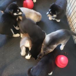Pomsky Puppies from Bluebonnet Pomskies