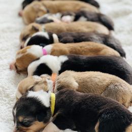 Pembroke Welsh Corgi Puppies from Nunas Corgis