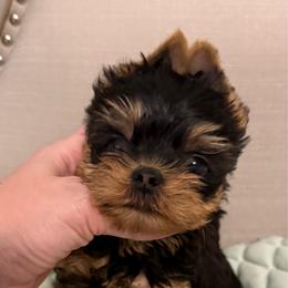 Mirage - Blue and gold male Yorkshire Terrier puppy in San Diego, Temecula, Ontario, California from Yorkie & Maltese Royalty