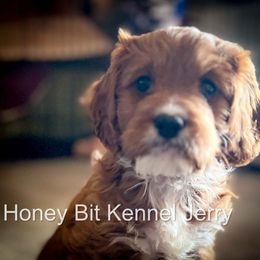 Jerry - Red male Cavapoo puppy in Maple Grove, Minnesota from Honey Bit Kennels