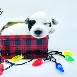 Girl 1 - Black and white female Sheepadoodle puppy in Pataskala And Thornville, Ohio from Four Front Doodles - Pataskala