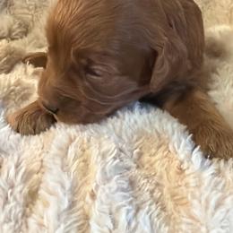 Girl 1 - Red  female Goldendoodle puppy in Haleyville, Alabama from Susan’s Prefurred Doodles