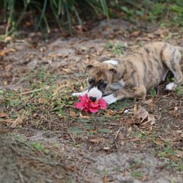 Whippet Puppies from Wise Heart Whippets