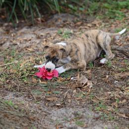 Whippet Puppies from Wise Heart Whippets