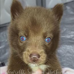 Copper - Red and white male Siberian Husky puppy in Richland, Mississippi from Feazell’s Siberian Huskies