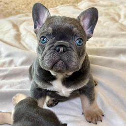 Guff - Tricolors male French Bulldog puppy in Shasta Lake, California from Mt Shasta Frenchies