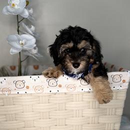 Blue Collar - Black and tan male Cavapoo puppy in North Chesterfield, Virginia from Lovies Poodles and Doodles
