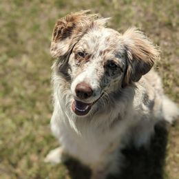Aussiedoodle, Bordoodle, Goldendoodle, Irish Doodle, Labradoodle, and Poodle All Grown Up from Sugar Camp Canine - Maxwell