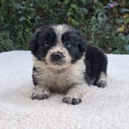Fighter - Black and white male Border Collie puppy in East Brady, Pennsylvania from Riverwood