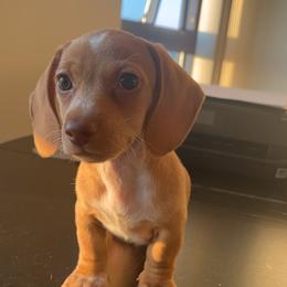 Dachshund Puppies from Jae’s Puppy House