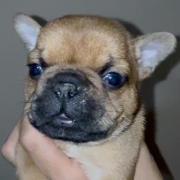 Woody - Fawn male French Bulldog puppy in El Paso, Texas from Briana Gomez