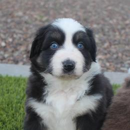 Blue - Red tri-color male Australian Shepherd puppy in San Tan Valley, Arizona from FaithsAussies