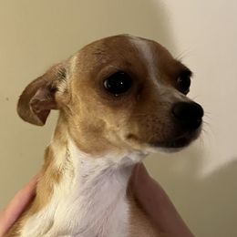 Lil’ Bit - Chihuahua