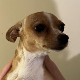 Lil’ Bit - Chihuahua