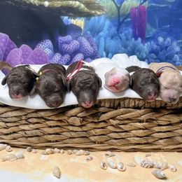 Goldendoodle Puppies from Canary Pawlm Doodles