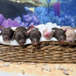 Goldendoodle Puppies from Canary Pawlm Doodles