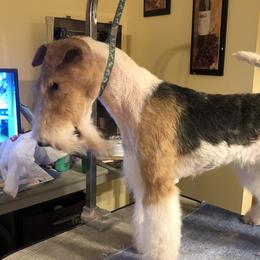 DG - Wire Fox Terrier