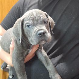 Blue Collar Male - Gray brindle male Cane Corso puppy in Lewistown, Montana from Corsi Amore Kennels