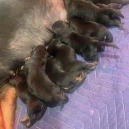 Boy 2 - Black and mahogany Rottweiler puppy in Detroit, Michigan from Dark Storm Kennels