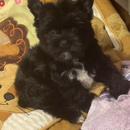 Yorkshire Terrier Puppies from Southern Sweetheart Kennels