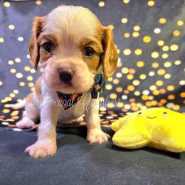 Icey - Blenheim male Cavalier King Charles Spaniel puppy in Kermit, West Virginia from Stonecoal Cavaliers