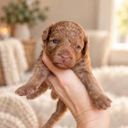 Willie - Apricot male Goldendoodle puppy in Millville, California from Hope Lane Kennels