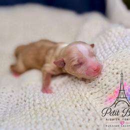 Cream Girl - female Russian Salon Dog puppy in Iva, South Carolina from Petit Bijou Biewer Terriers & Russian Salon Dogs