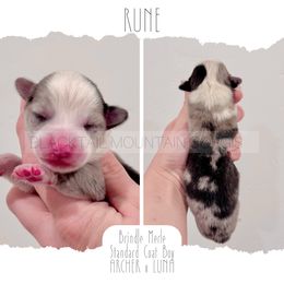 Rune - Brindle merle and white male American Corgi puppy in Santaquin, Utah from Blacktail Mountain Corgis