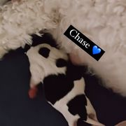 Chase - Tri-color Cavachon puppy in Charlestown, Indiana from Nuni Pups