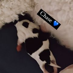 Chase - Tri-color Cavachon puppy in Charlestown, Indiana from Nuni Pups