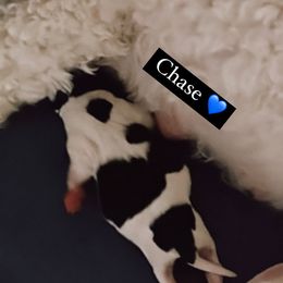 Chase - Tri-color Cavachon puppy in Charlestown, Indiana from Nuni Pups