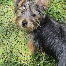 Silky Terrier Puppies from Brawley's Beautiful Babies